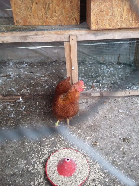  - Gaini new hampshire 2016