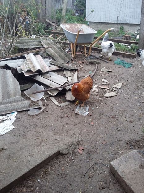  - Gaini new hampshire 2016