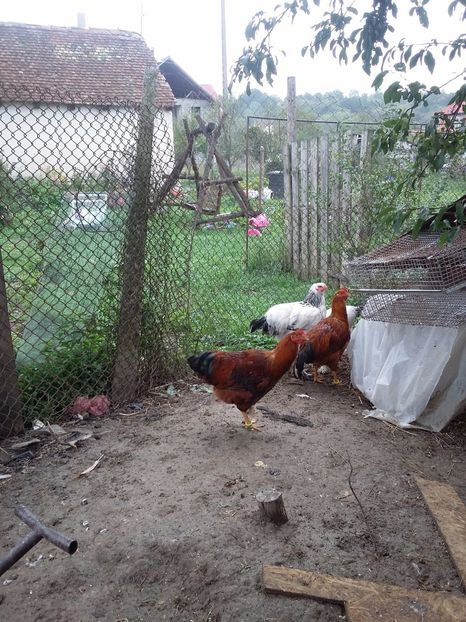  - Gaini new hampshire 2016