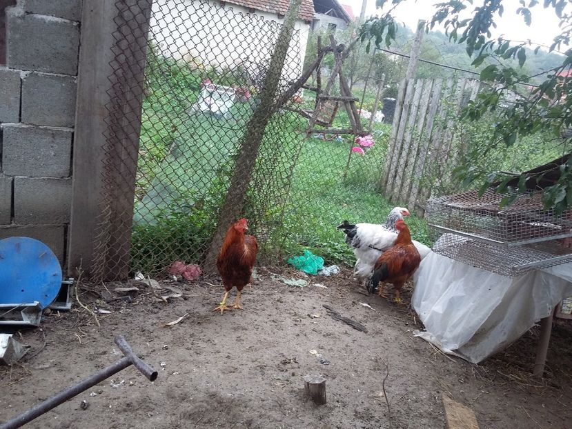  - Gaini new hampshire 2016