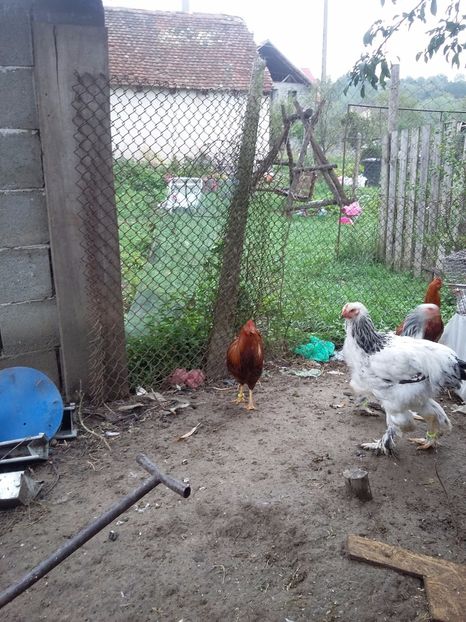  - Gaini new hampshire 2016