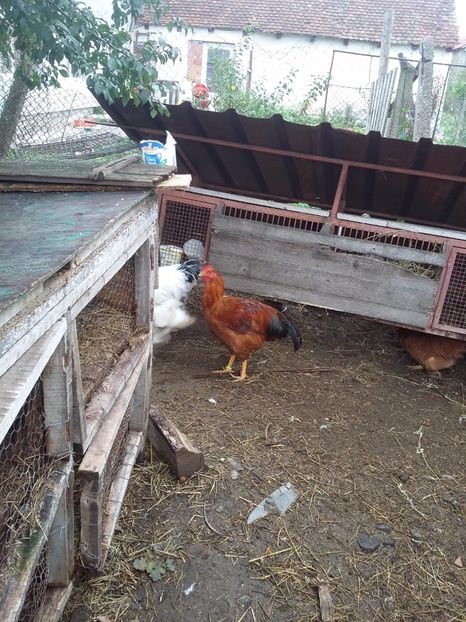  - Gaini new hampshire 2016