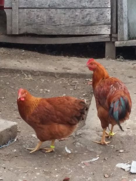  - Gaini new hampshire 2016