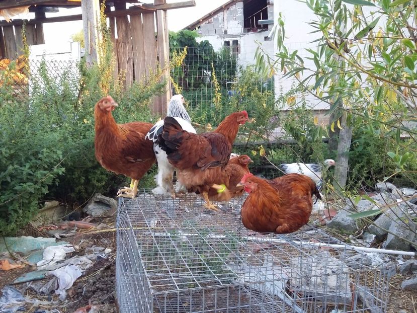  - Gaini new hampshire 2016