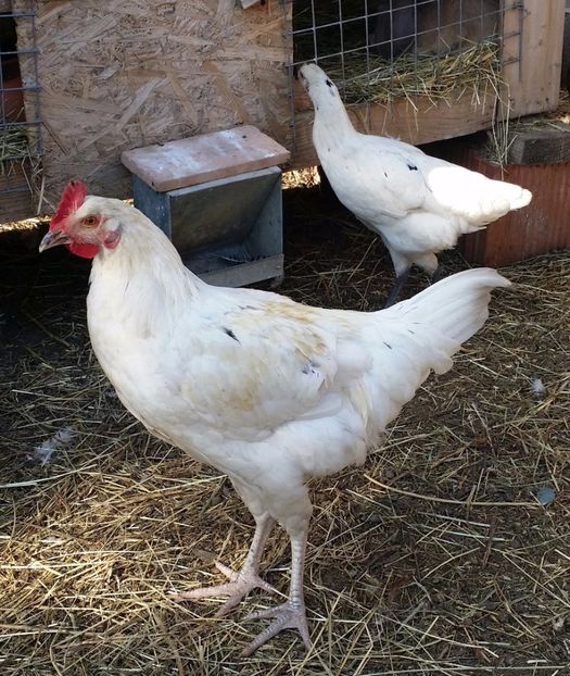 20170930_153606-1 - Pui din Minorca si Isa Brown