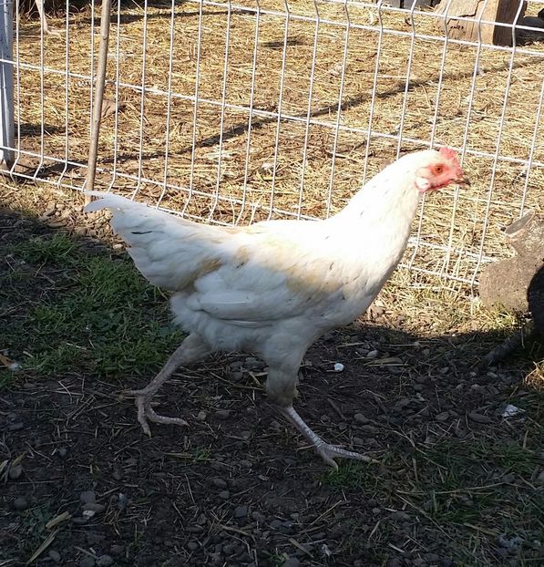 20170930_153354-1 - Pui din Minorca si Isa Brown