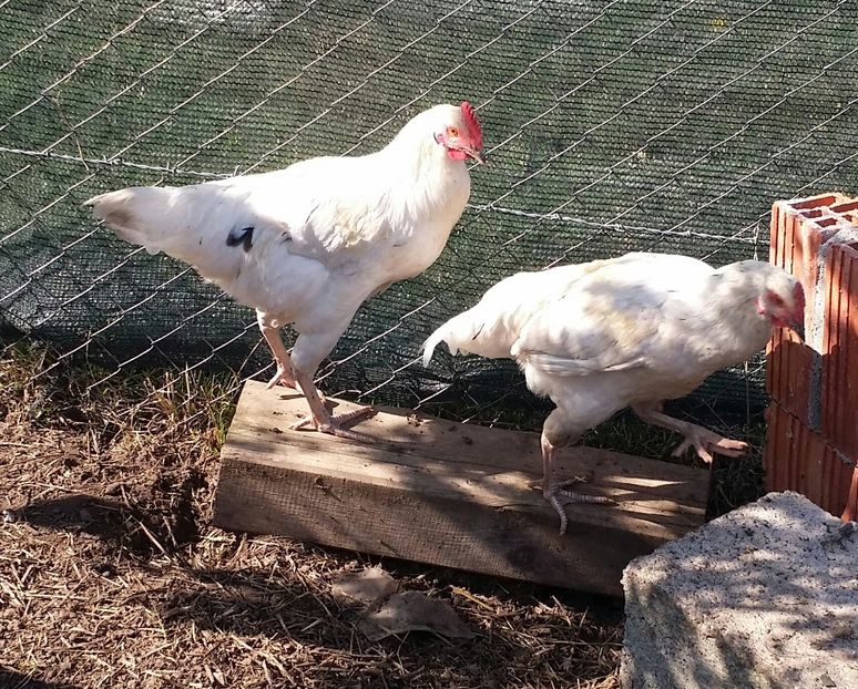 20170930_143814-1 - Pui din Minorca si Isa Brown