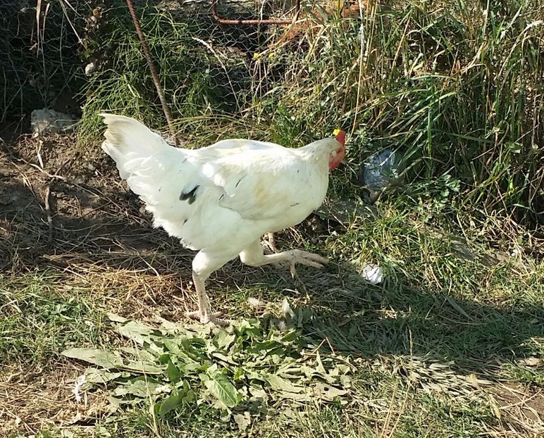 20170930_144928-1 - Pui din Minorca si Isa Brown