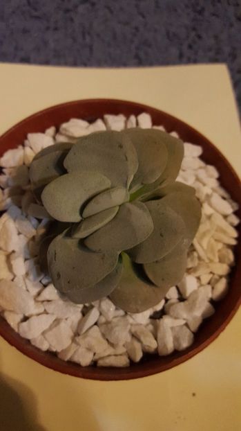  - Crassula Morgan Beauty