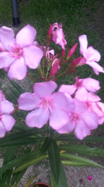  - Leandru - 2012-2019