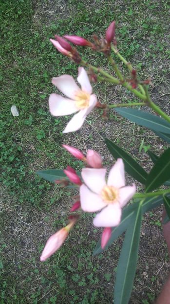  - Leandru - 2012-2019