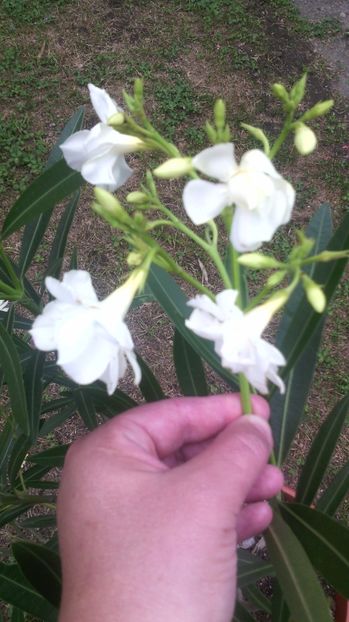  - Leandru - 2012-2019