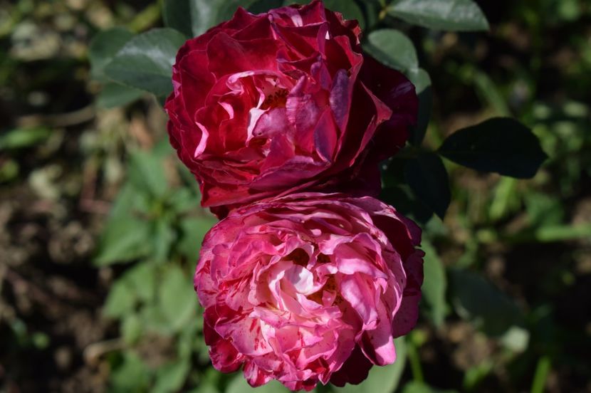  - TRANDAFIRI DE POVESTE III