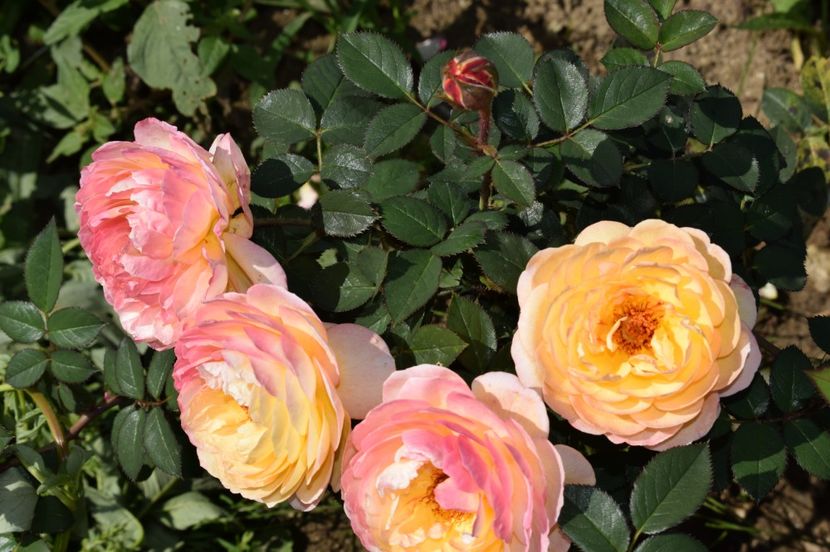  - TRANDAFIRI DE POVESTE III