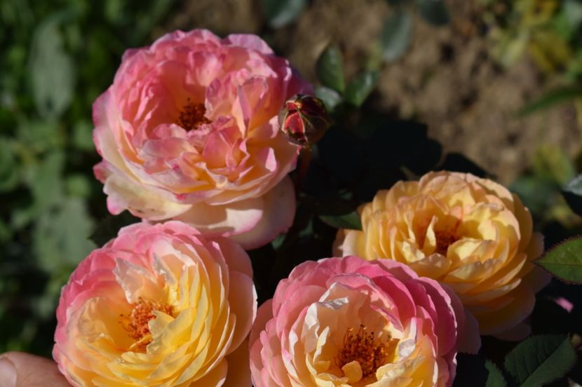  - TRANDAFIRI DE POVESTE III