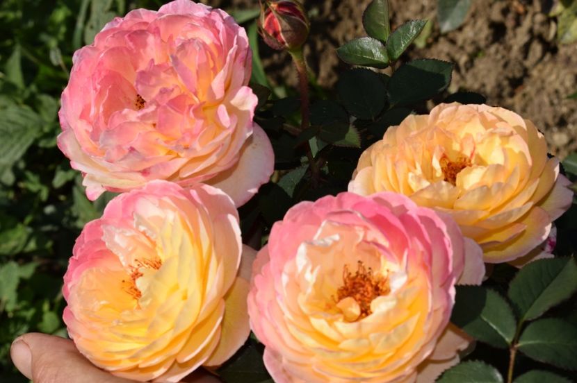  - TRANDAFIRI DE POVESTE III