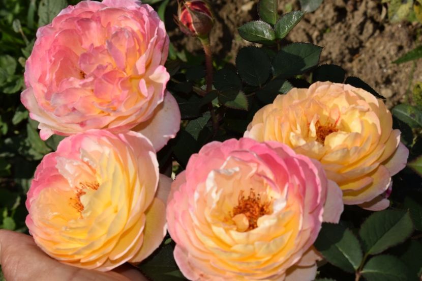  - TRANDAFIRI DE POVESTE III