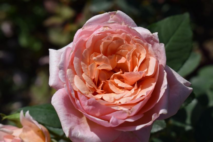  - TRANDAFIRI DE POVESTE III