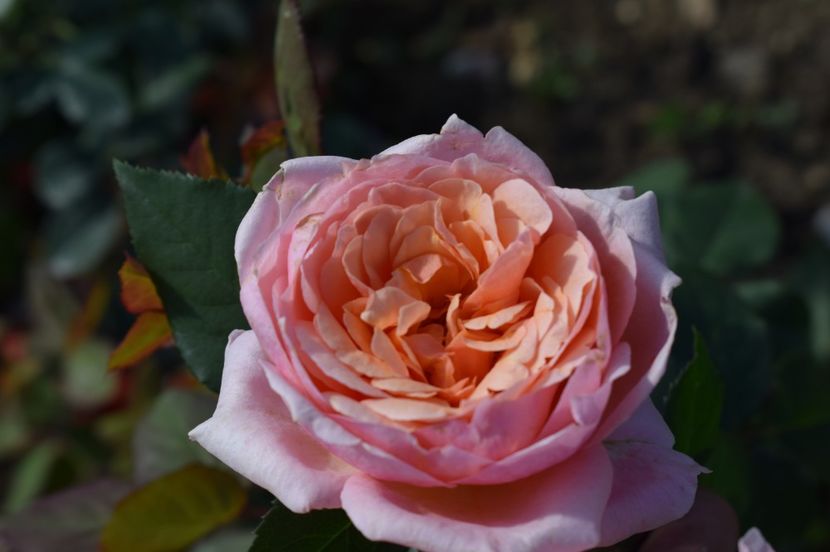  - TRANDAFIRI DE POVESTE III