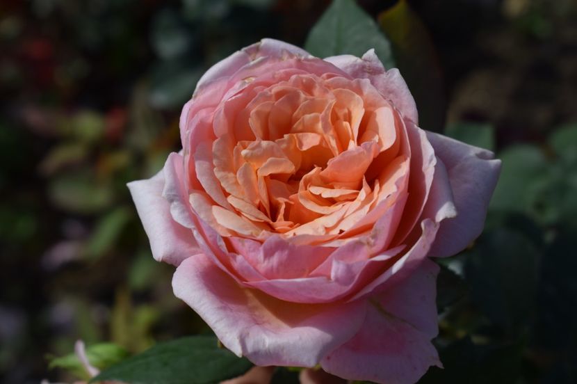  - TRANDAFIRI DE POVESTE III