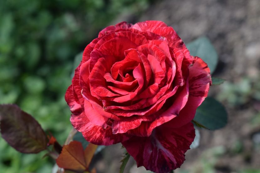  - TRANDAFIRI DE POVESTE III