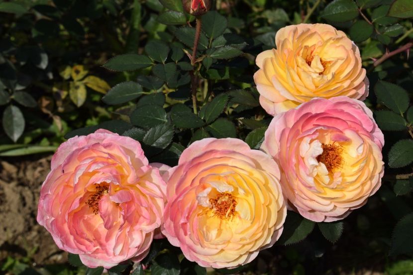  - TRANDAFIRI DE POVESTE III