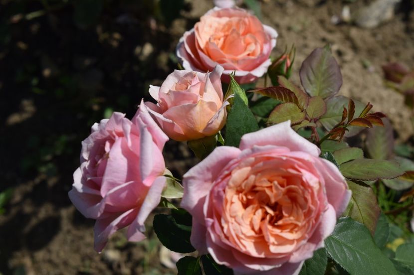  - TRANDAFIRI DE POVESTE III