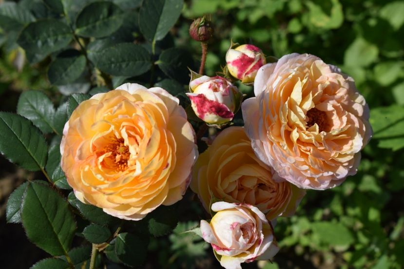  - TRANDAFIRI DE POVESTE III