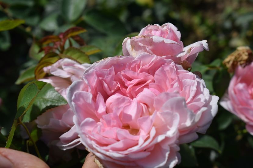  - TRANDAFIRI DE POVESTE III