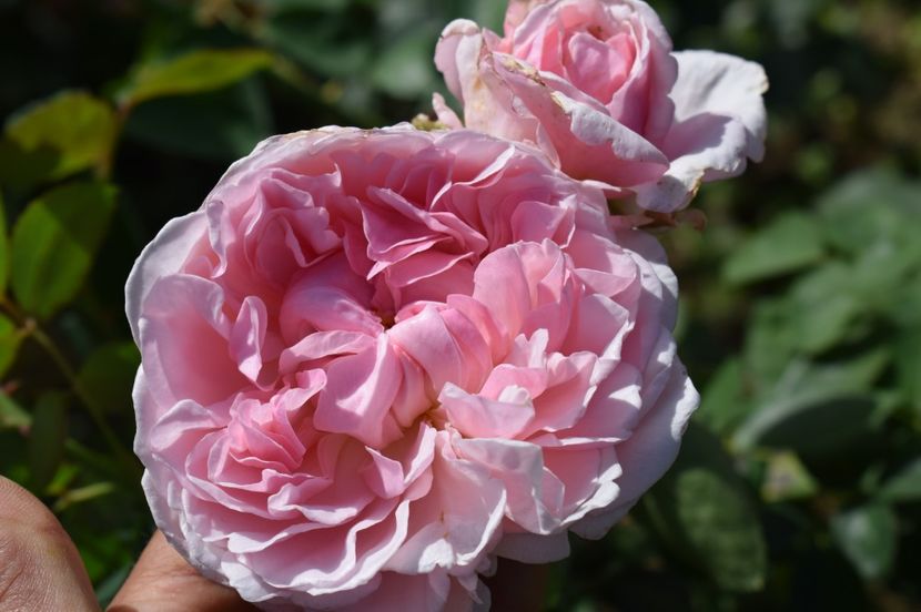  - TRANDAFIRI DE POVESTE III