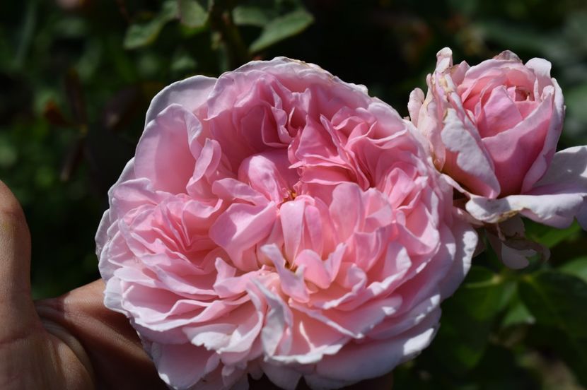  - TRANDAFIRI DE POVESTE III