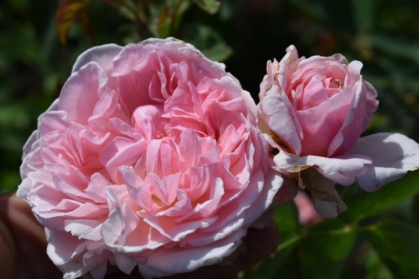  - TRANDAFIRI DE POVESTE III