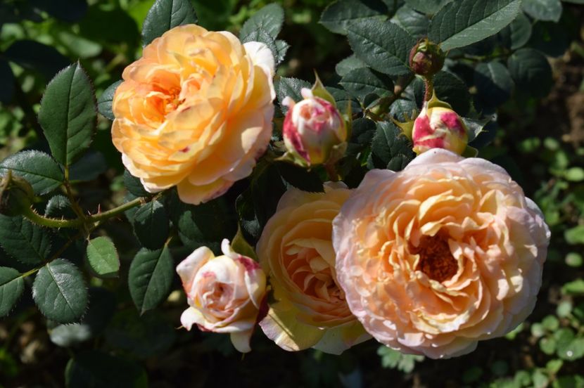  - TRANDAFIRI DE POVESTE III