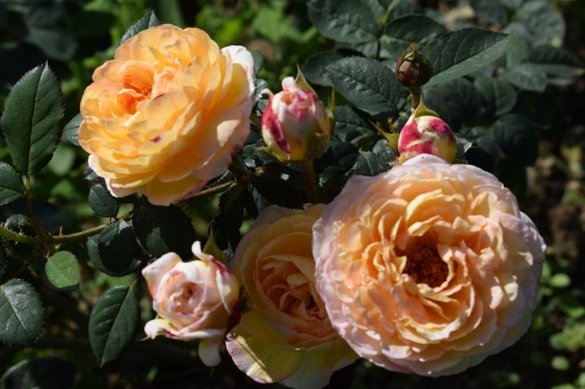  - TRANDAFIRI DE POVESTE III