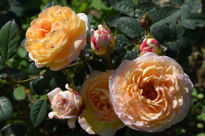  - TRANDAFIRI DE POVESTE III