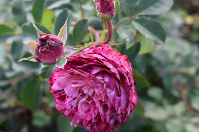  - TRANDAFIRI DE POVESTE III