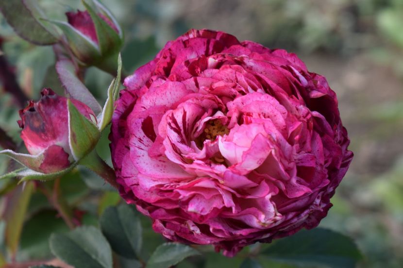  - TRANDAFIRI DE POVESTE III