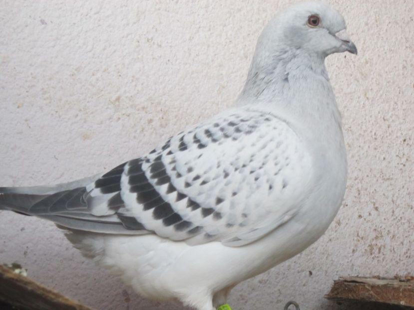 SAVVANA -F 2017 - TOAMNA SE NUMARA BOBOCII