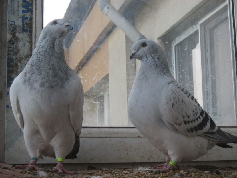 FERRARI&SAVVANA - TOAMNA SE NUMARA BOBOCII