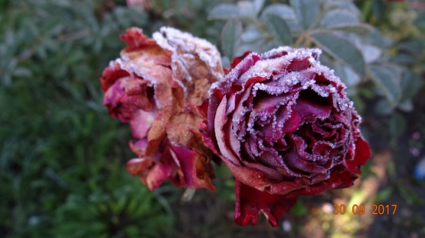 Belle :( - Belle de Segosa