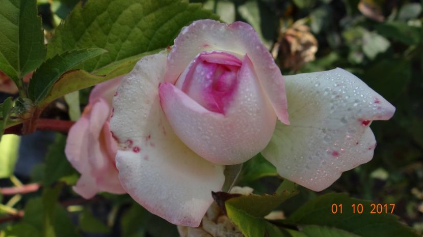 Bieder... - Biedermeyer Garden