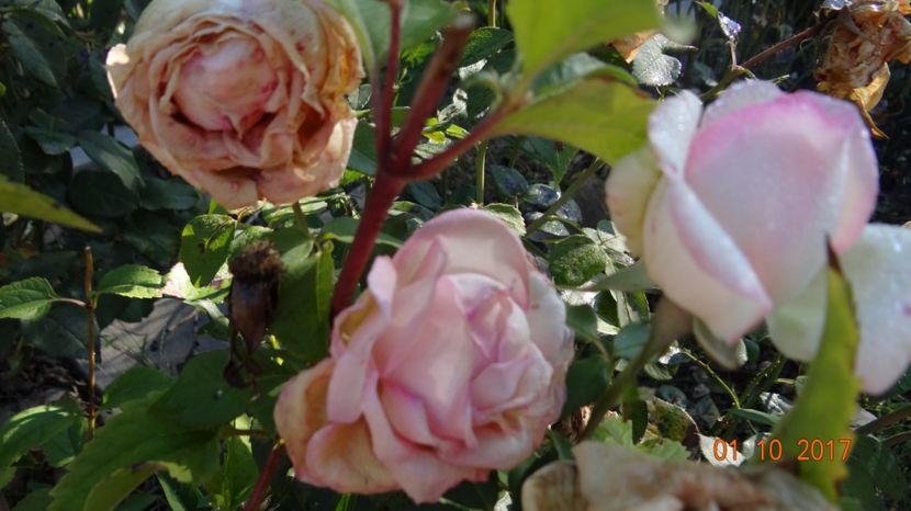  - Biedermeyer Garden