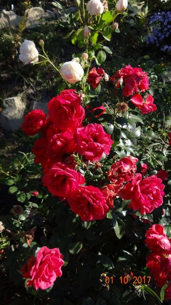 Chica si Glamis - Chica Flower Circus