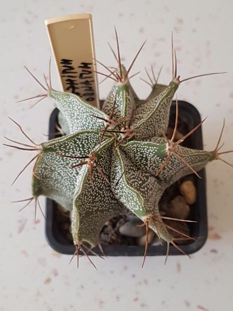 Astrophytum ornatum - Cactusi si plante suculente 2017-2018-2019
