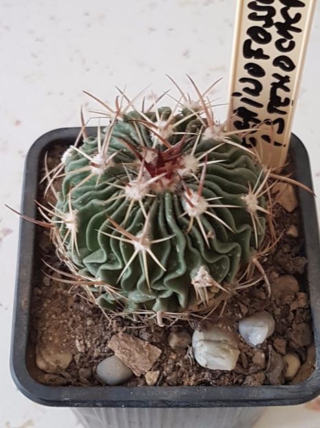 Echinophossulocactus - Cactusi si plante suculente 2017-2018-2019