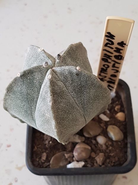 Astrophytum myriostigma - Cactusi si plante suculente 2017-2018-2019