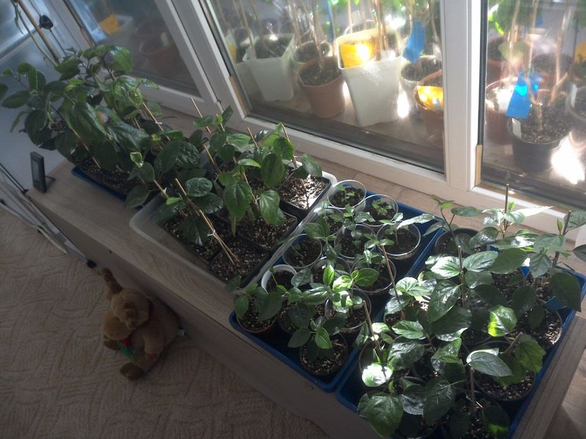 WIN_20171001_094236 - hibiscus din seminte