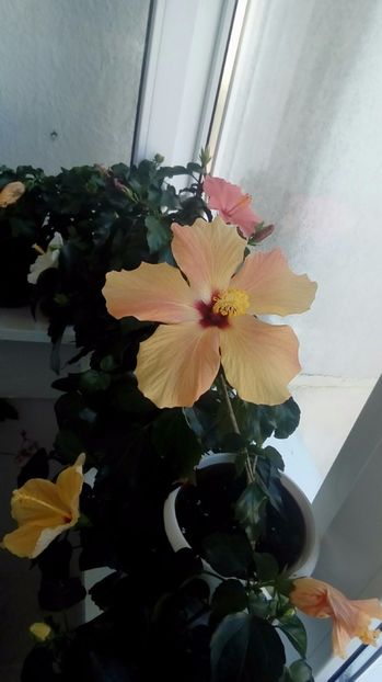 P_20171001_113350_1_p - Hibiscus