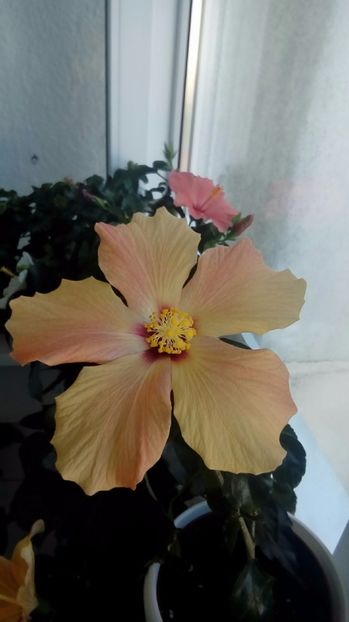 P_20171001_113334_1_p - Hibiscus