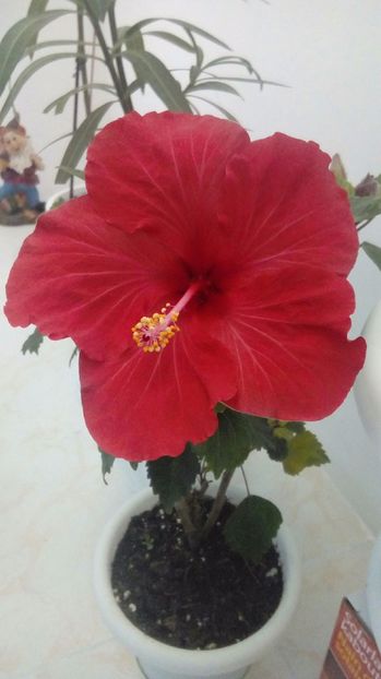 P_20171001_112547_1_BF_p - Hibiscus